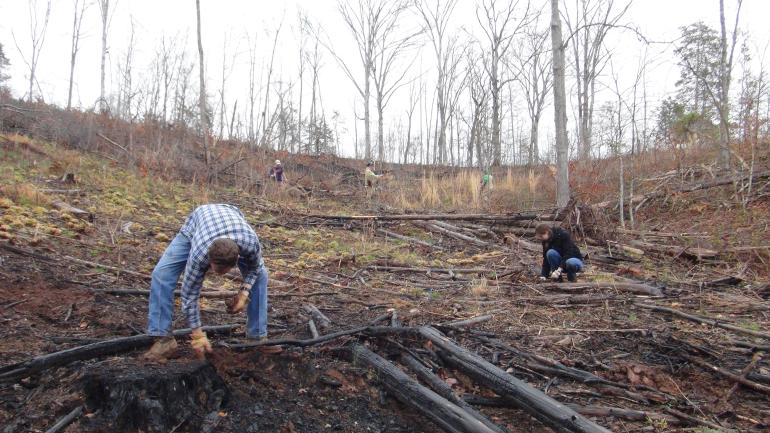 Planters planting in deforested area