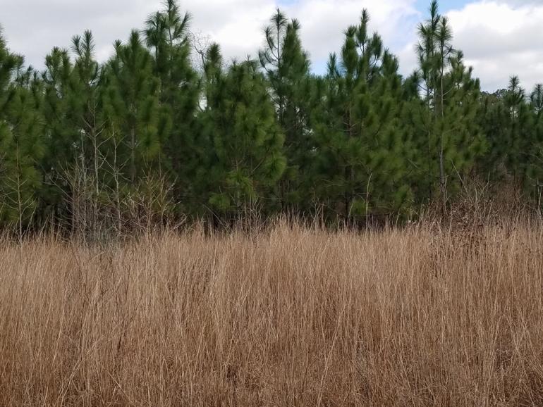Picture of Young Pin Trees on location.
