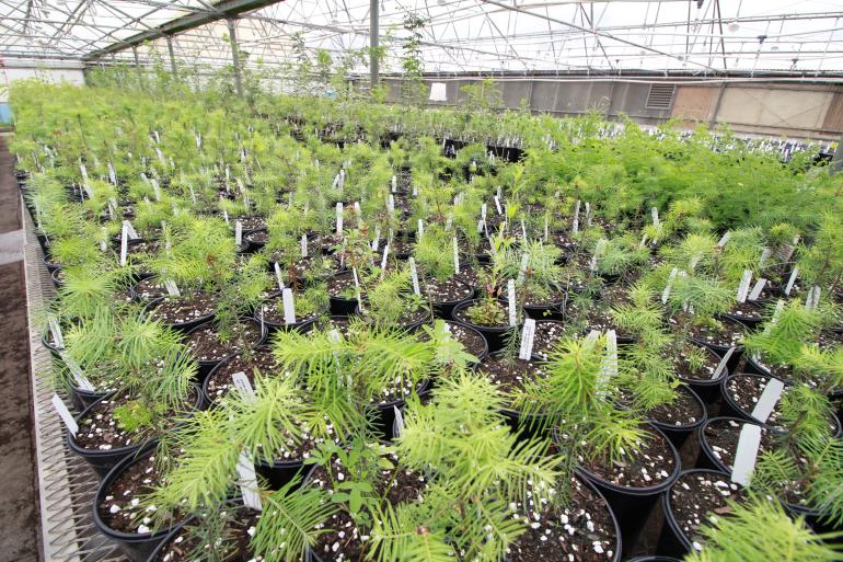 Seedlings in Nursery