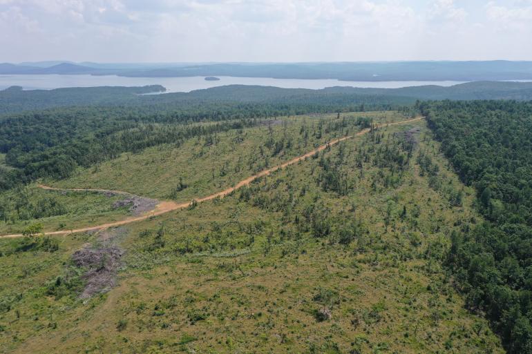 Overview of reforestation area