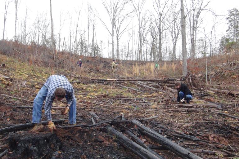 Planting in Tennessee