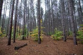 Huron-Manistee National Forest trees