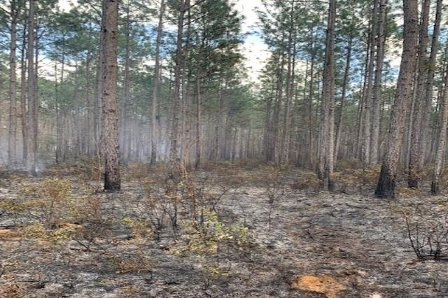Pine trees with burn marks at the base and smoke in the air
