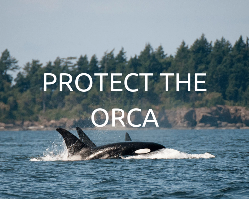 picture of 2 orca whales breaching the surface of water with trees in the background