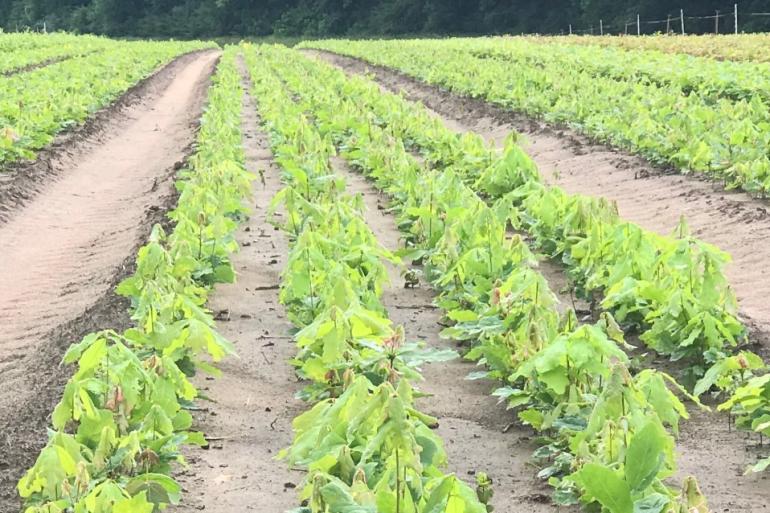 Sown White Oak
