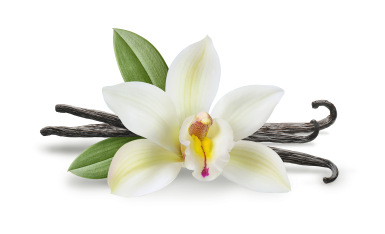 Vanilla