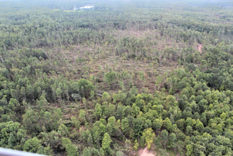 Reforestation of National Forest lands after severe wind events and timber harvest