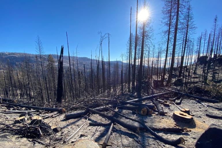 area of burned trees