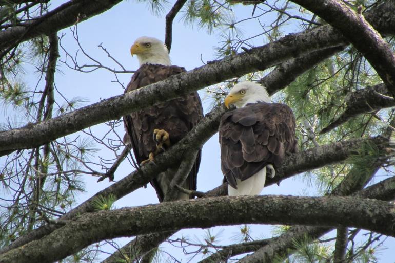 Bald Eagles in tree
