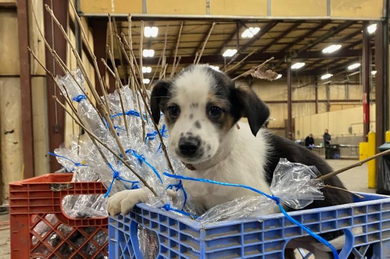 Puppy sits in crate with saplings