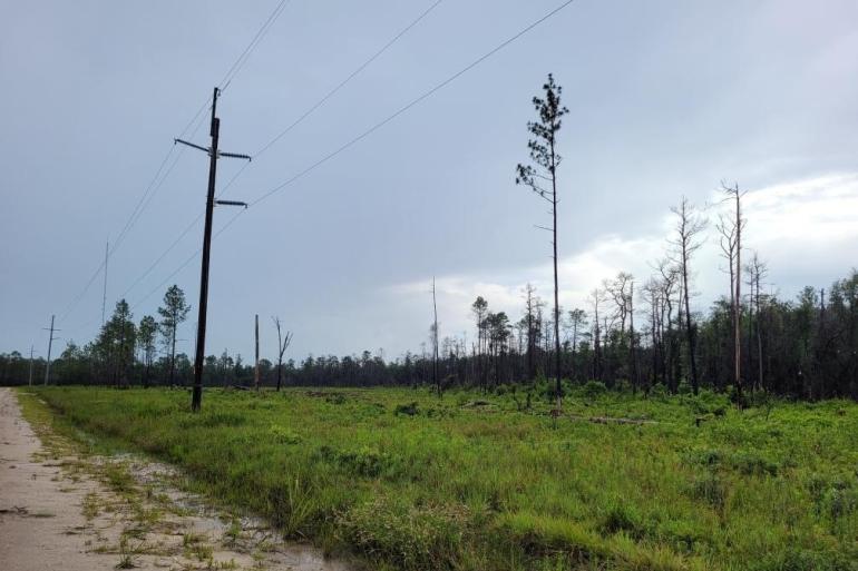 field of green grass populated with sparse and burned pine trees