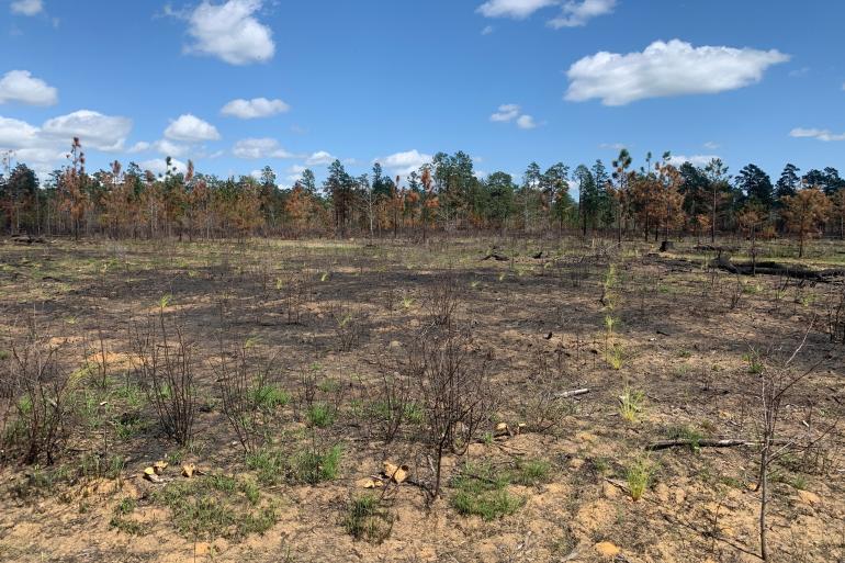 Rows of new longleaf pine sprouts in the soil