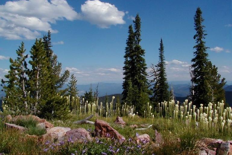 Lolo National Forest 