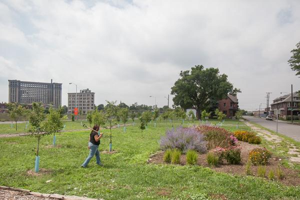 Planting trees in Urban Michigan 